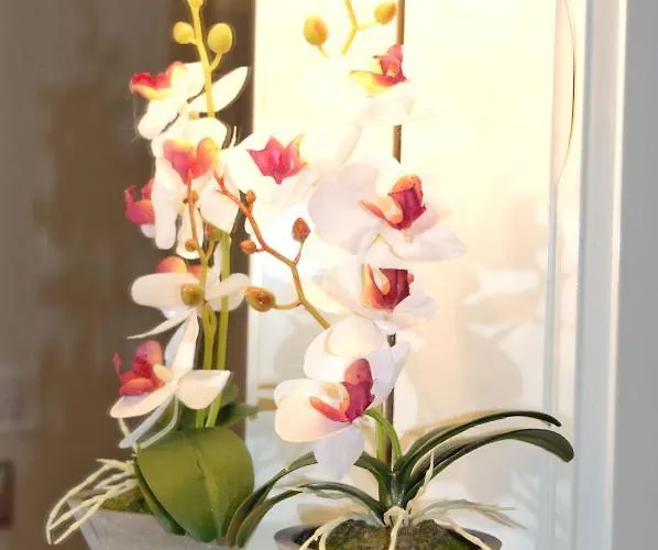 アパート Stella *